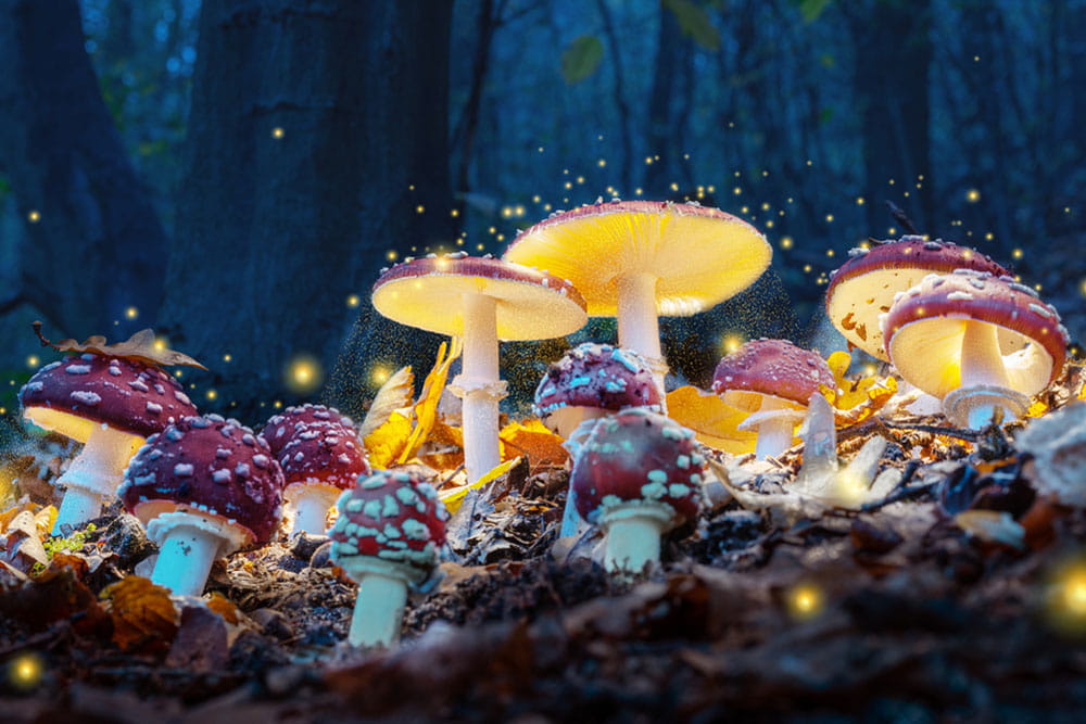 magic mushroom spores
