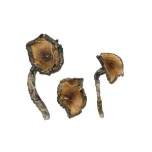 Magic Mushrooms