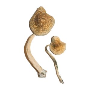 Buy Cuban Magic Mushrooms Online