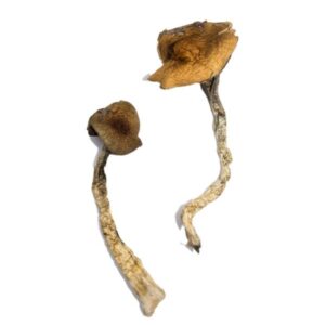 Buy Daddy Long Legs Magic Mushrooms Online