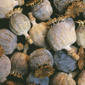Buy Dried Decorative Bulbs Grade A