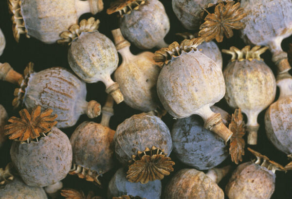 Buy Dried Decorative Bulbs Grade A