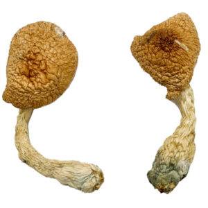 magic mushroom spores