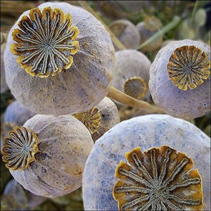 Buy Giant Papaver Somniferum Giganteum