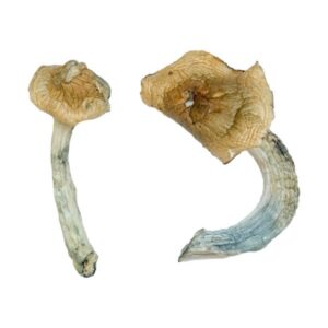 Buy Gold-Member Magic Mushrooms