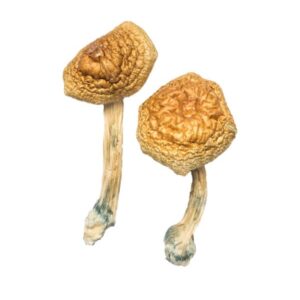 Buy Golden Mammoth Magic Mushroom 