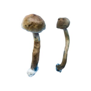 Buy Golden Teacher Magic Mushrooms