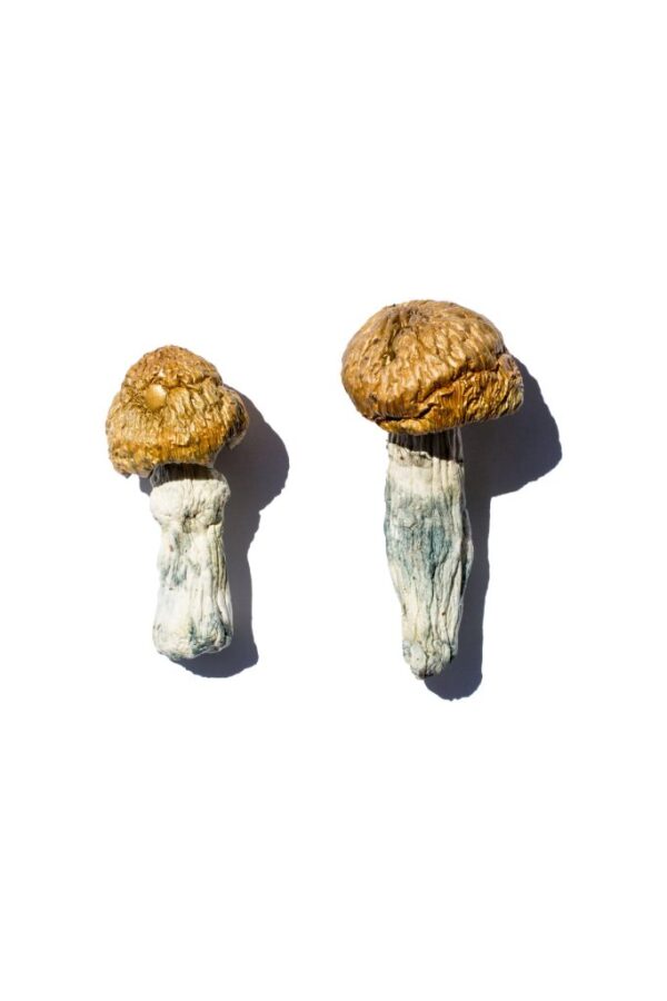Buy Hero Magic Mushrooms