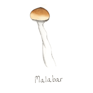 Buy Malabar Mushroom Spores