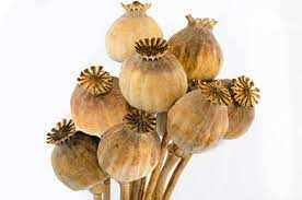 Buy dried papaver somniferum pods