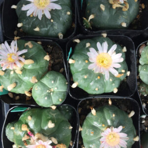 Peyote Cactus