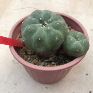 Peyote Plant For Sale