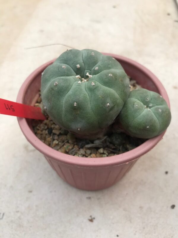Peyote Plant For Sale