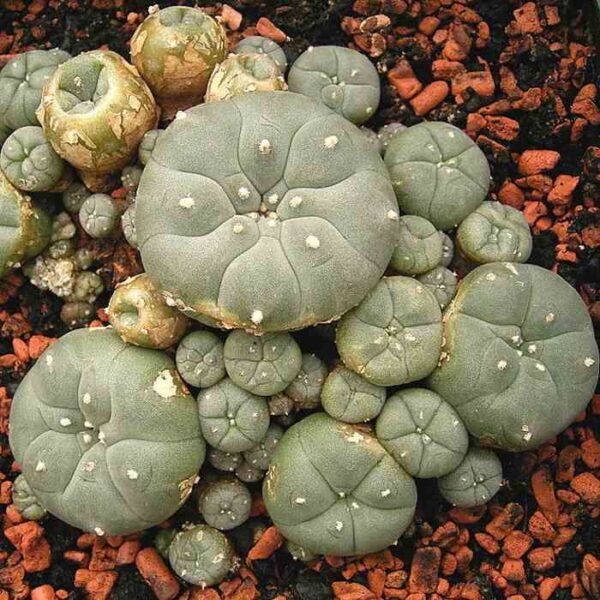 Peyote cluster 4-5 cm