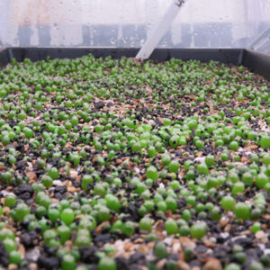 Sacred Peyote Seedlings