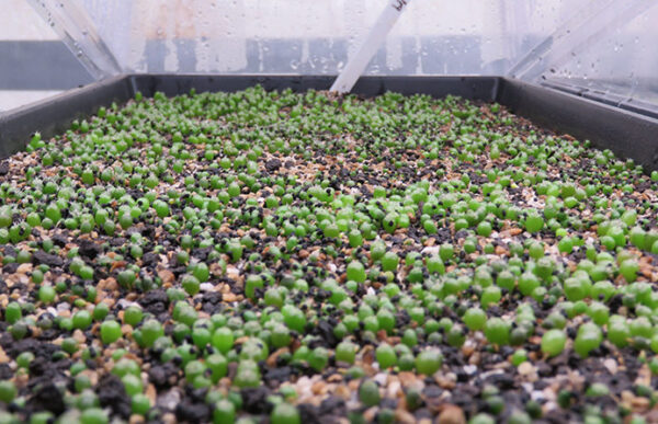 Sacred Peyote Seedlings