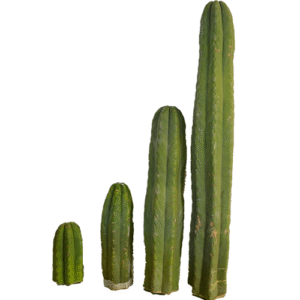 San Pedro Cactus For Sale