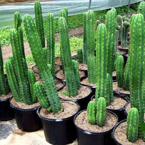 San Pedro Cactus Peruvianus (Trichocereus) 25 – 35 CM