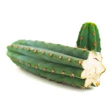 San Pedro Cutting Pachanoi (Trichocereus) 35 – 45 cm