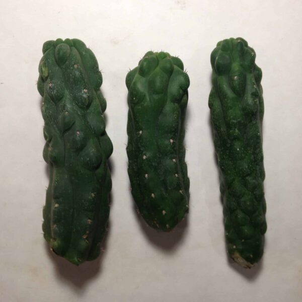 San Pedro Monstrosus (Echinopsis pachanoi) 25 – 45cm