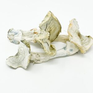 Buy Albino Mushrooms