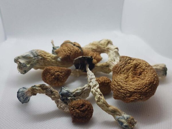 Buy Amazonia Magic Mushrooms