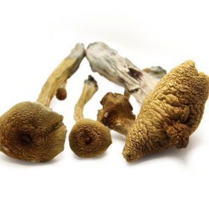 Buy Alacabenzi Mushroom