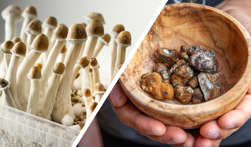 buy psilocybin truffles online